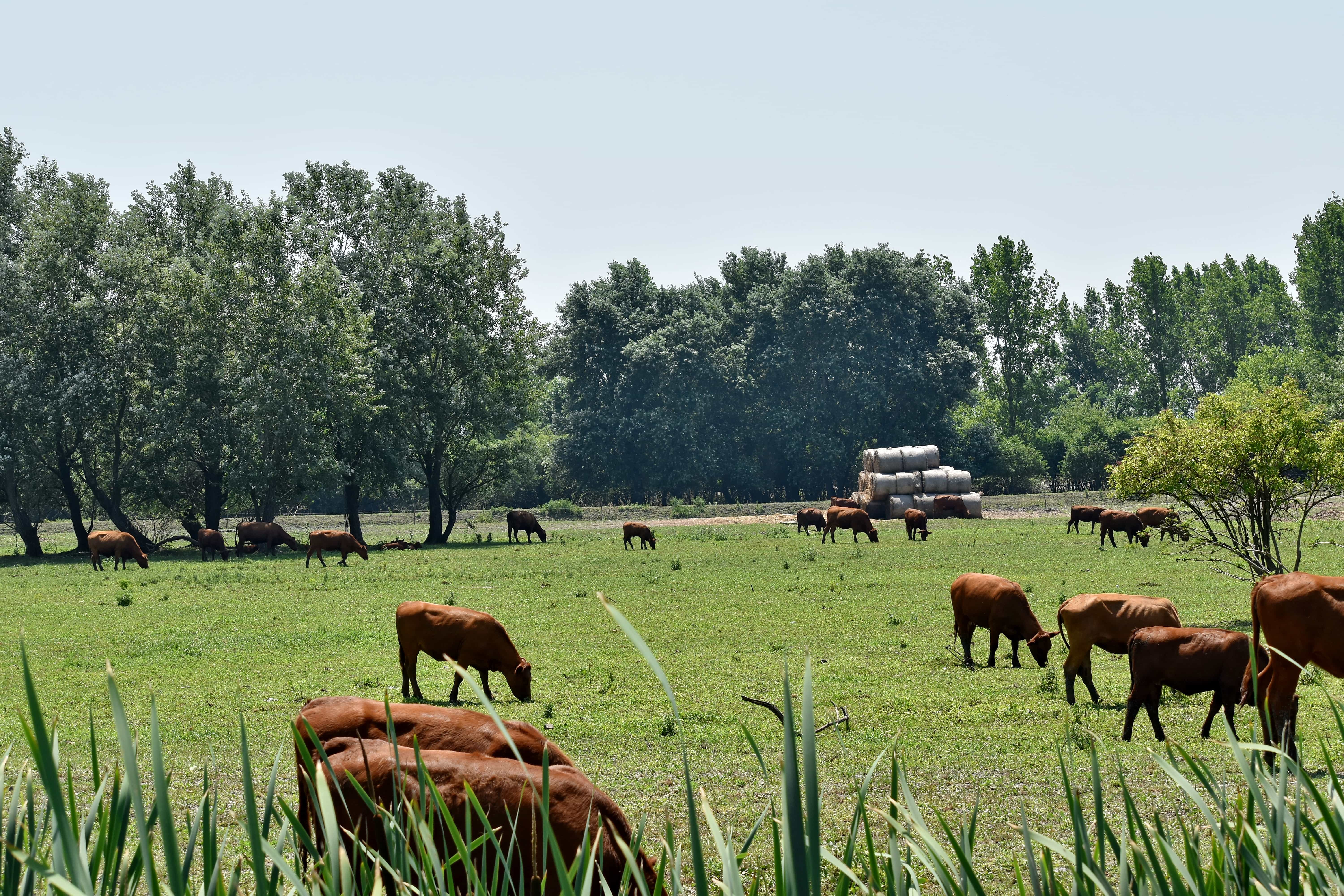 Ветеринария и здоровье животных agriculture field crops farm photo no people